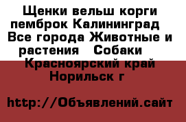 Щенки вельш корги пемброк Калининград - Все города Животные и растения » Собаки   . Красноярский край,Норильск г.